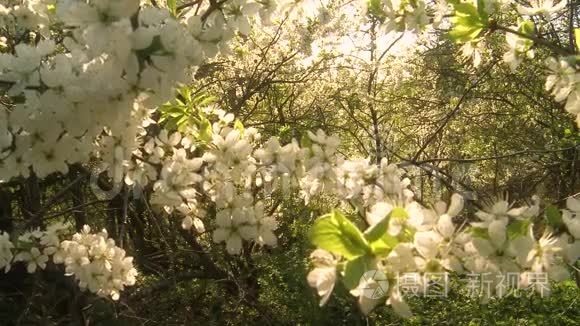 春天的樱花视频