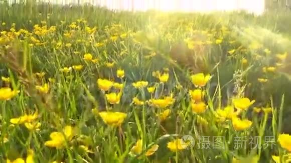 在草地上爬满黄油的野花视频