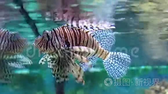 水族馆里的大狮子鱼视频