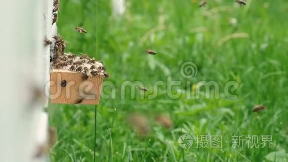 成群结队的蜜蜂。 形成新的蜂群家族蜜蜂。 能在某一点上飞行的蜜蜂从蜂巢中飞出。 他们要去