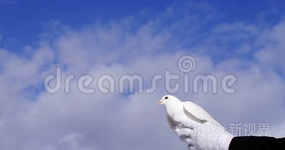 双手抱着一只飞向天空的鸽子视频