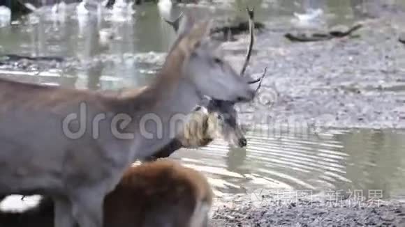 森林里的百灵鹿