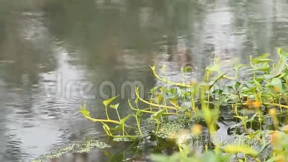 泰国江迈河上的水生植物视频