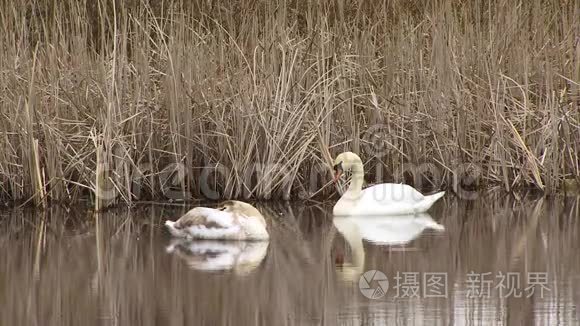 天鹅在湿地水面上游泳视频