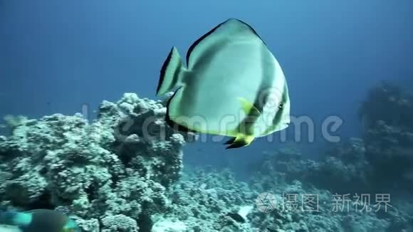 扁桃体在蓝色的海水里游泳，红色的大海