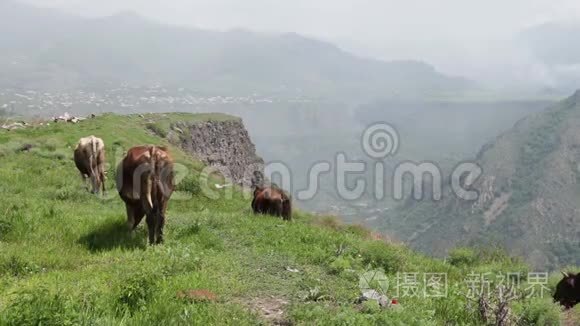 在俯瞰绿色山谷的山崖背景下，在风景如画的风景中放牧奶牛