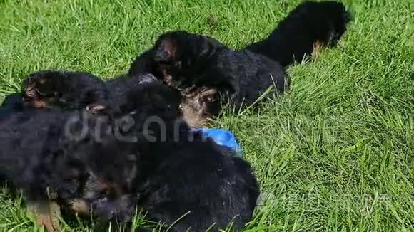 八只德国牧羊犬在绿草中嬉戏视频