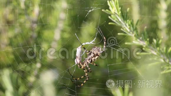 蜘蛛ArgiopeLobata抓住蝴蝶吃了它，第3部分。 蜘蛛把茧和蜘蛛网分开