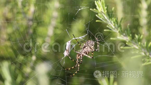 蜘蛛ArgiopeLobata抓住蝴蝶吃了它，第2部分。 蜘蛛等待蝴蝶死亡，摆动它的脚