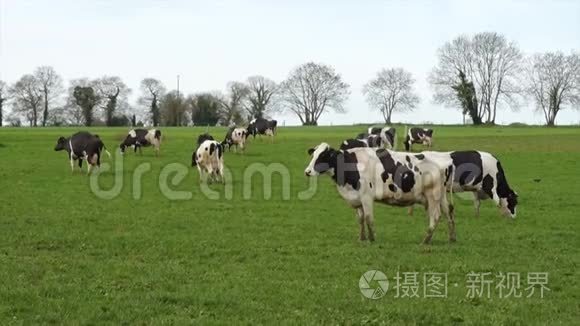 绿色牧场上的黑白牛视频