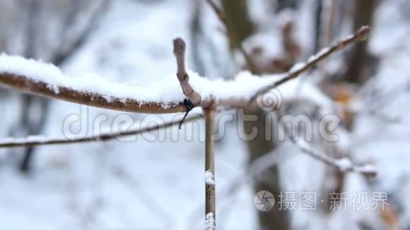 枝头霜雪.