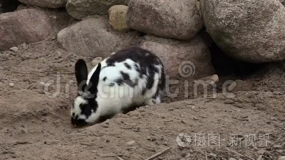 兔子在洞穴附近挖通道视频