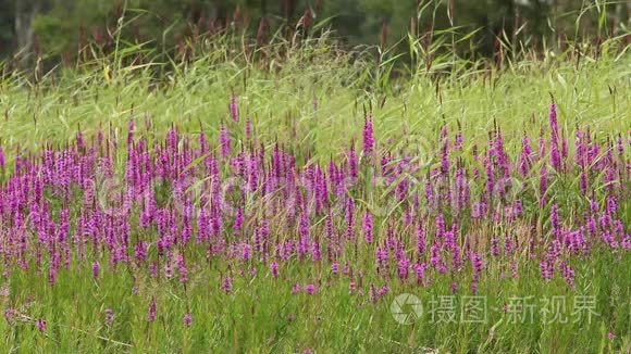 鲜艳芬芳的野花叫小草视频