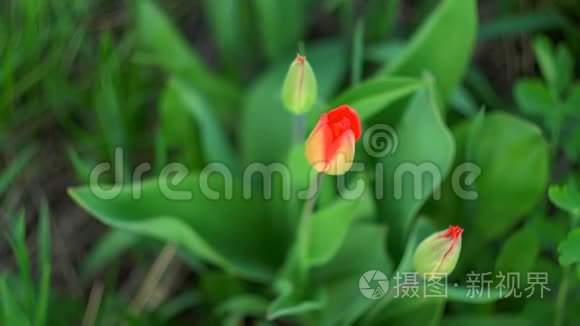 花园里的红色郁金香花朵的脆弱美