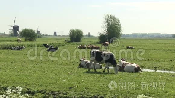 在荷兰草地上放着风车视频