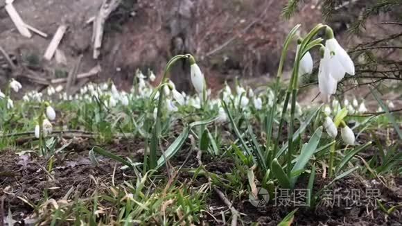 春天的雪花