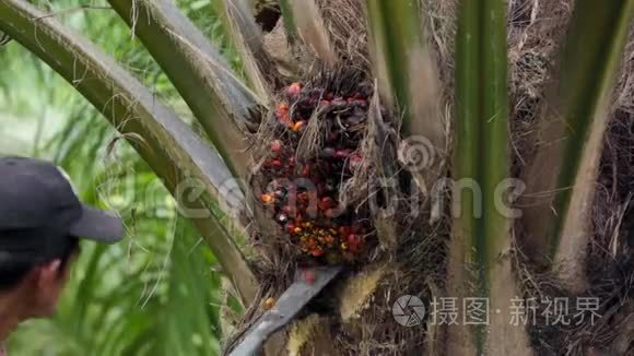 在泰国收获棕榈油果实视频