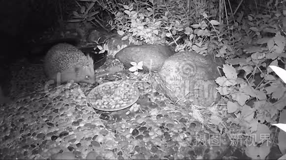 刺猬夏天晚上在花园里寻找猫食视频