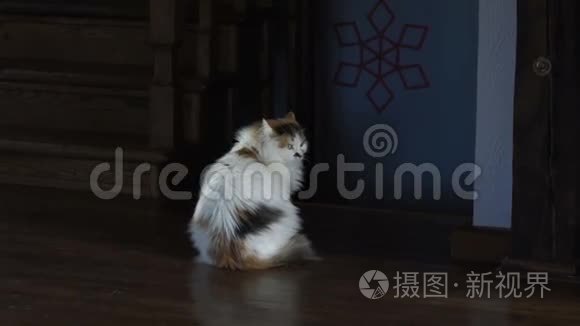 大猫坐在木地板上回头看