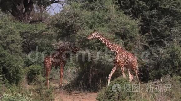 长颈鹿长颈鹿骆驼在布什行走的成年人肯尼亚的桑布鲁公园，