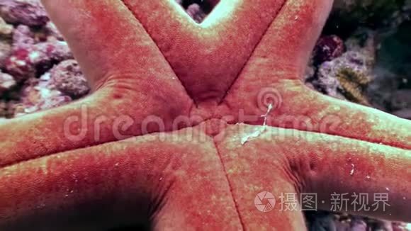 马尔代夫海底的海星靠近海底视频