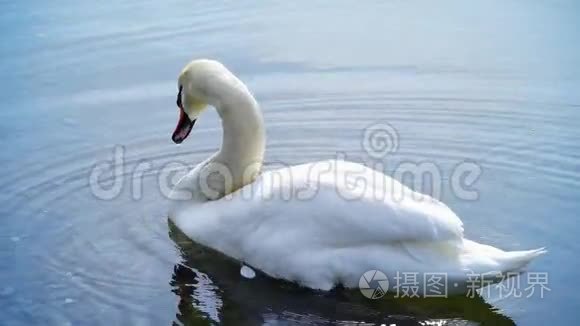 白天鹅在湖水中游泳视频