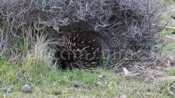 澳大利亚灌木丛中的短喙视频