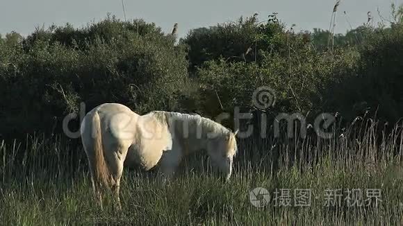 卡马格马，史泰伦吃草，法国南部的圣特斯玛丽德拉梅尔，