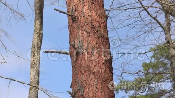 甲虫寄生在松树上视频