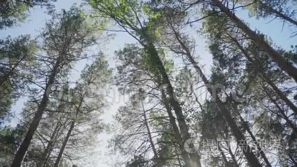 森林中的高松树顶天立地视频