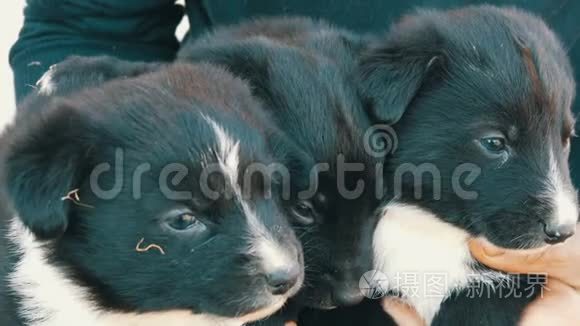 他怀里抱着三只有趣的小狗。 黑色可爱的小狗与有趣的白色着色