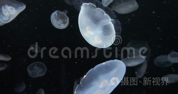 水母漂流背景视频