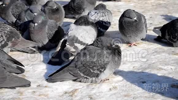 许多灰鸽子坐在地上晒太阳
