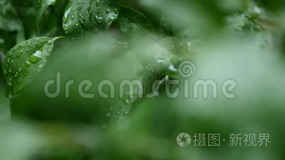 树叶上有雨滴的特写