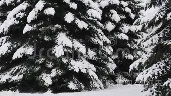 云杉树上覆盖着新鲜的雪在冬林中，在雪中飘落。