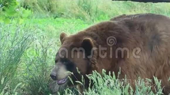 熊在熊国南达科他州视频
