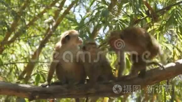 一家猴子坐在斯里兰卡国家公园的棕榈枝上。 关门