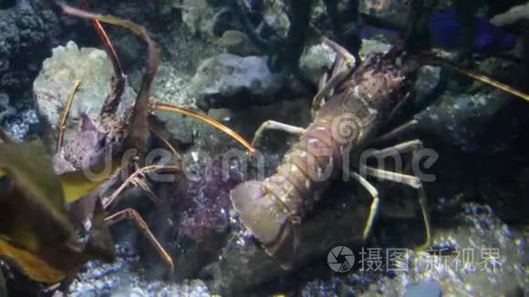 欧洲刺龙虾线爪对活水下视频