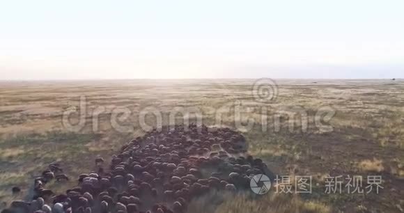 乌克兰草原羊群鸟瞰图