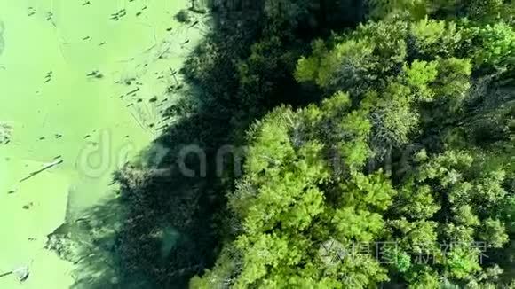 野生自然风光沼泽森林树木飞视频