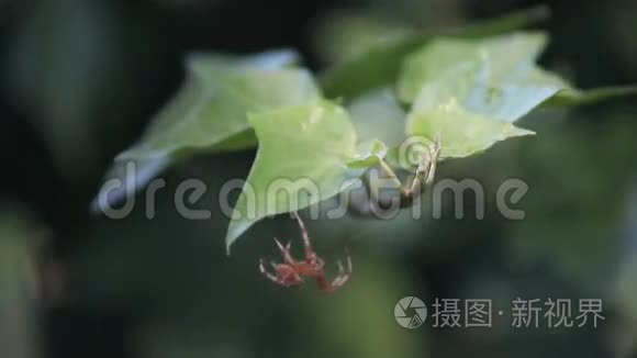 常春藤上的花园蜘蛛视频