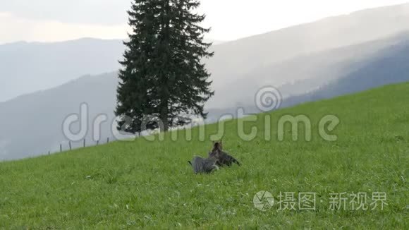 可爱的条纹猫在绿色草地上玩耍，在风景如画的奥地利山谷中尽情玩耍