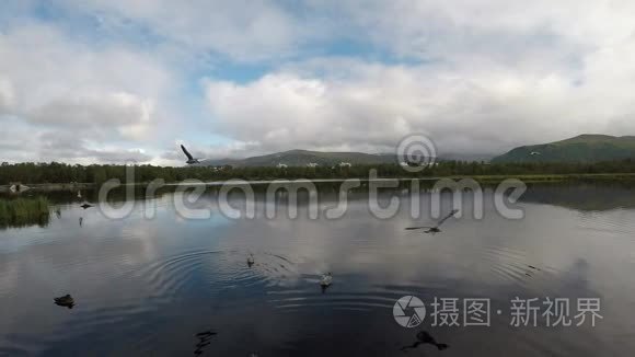 海鸥带着鸭子和海鸥在蓝色池塘水面上缓慢地飞翔