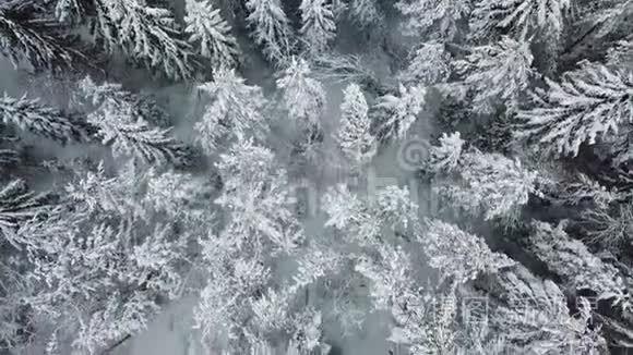 在寒冷的冬天直接在大森林上空飞行