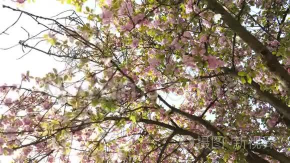 樱花树花瓣飘落视频