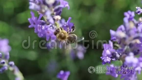 蜜蜂授粉的薰衣草花镜头视频