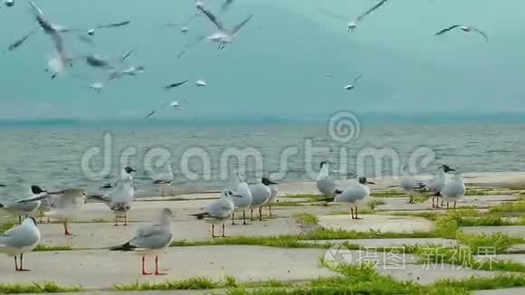 海鸟海鸥和鸽子飞行动物视频