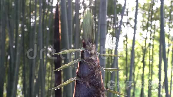 早上从竹芽或竹笋中取出视频