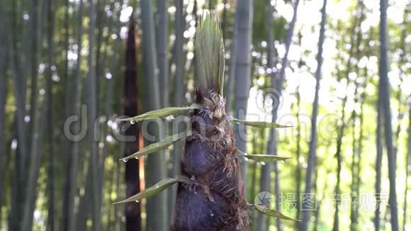 早上从竹芽或竹笋中取出视频