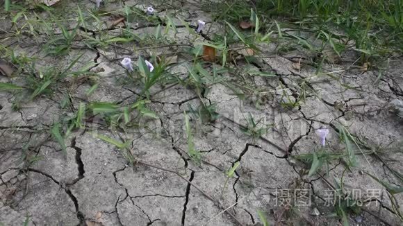 干旱季节草地和泰国早荣的运动视频